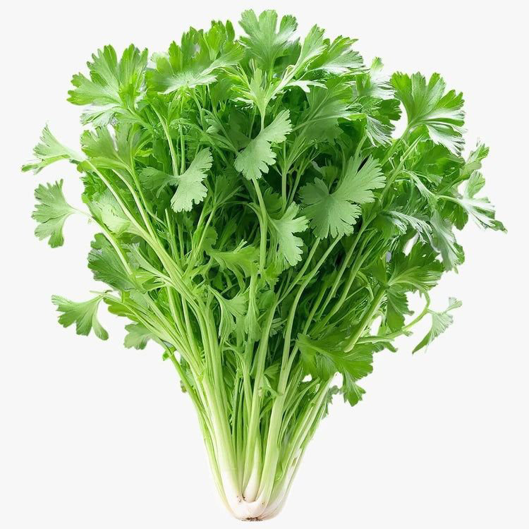 Coriander Bunch (Dhaniya Patta)