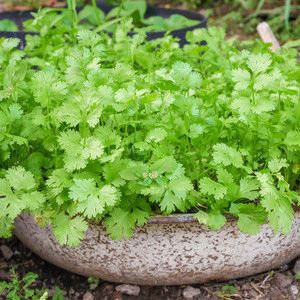 Coriander Bunch (Dhaniya Patta)