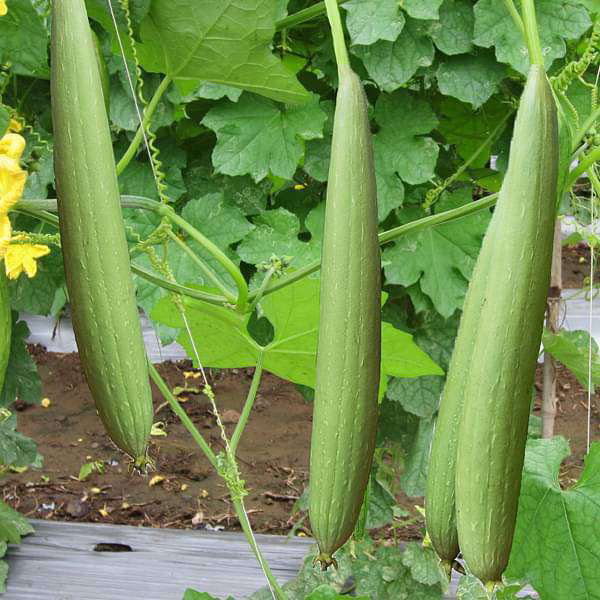 Sponge Gourd-Nenuwa