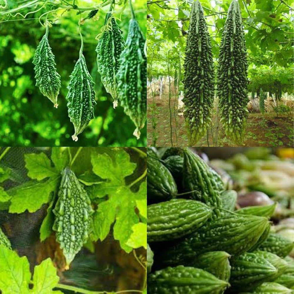 Bitter Gourd-Krela