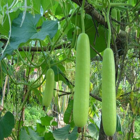 Bottle Gourd-Lauki