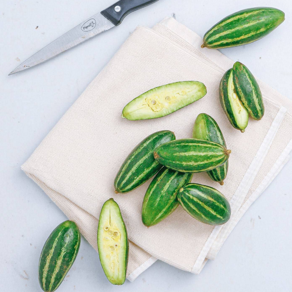 Pointed Gourd-Patal